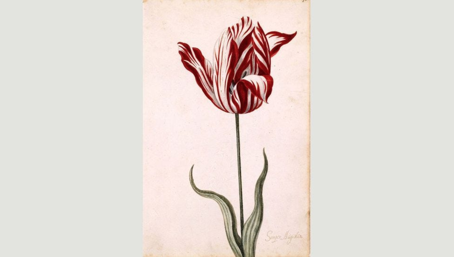   The Semper Augustus was the highest valued Tulip&nbsp;bulb.  