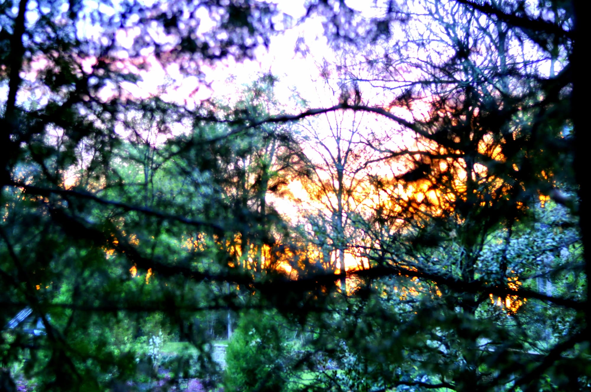  Out-of-focus image of a sunrise with a hue of purple sky from within a forest of sparse green foliage. 